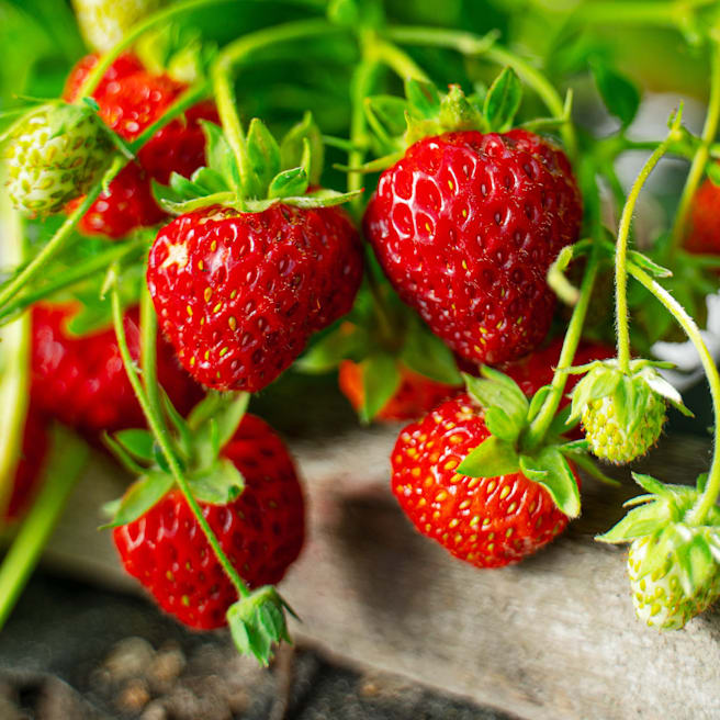 Erdbeeren auf dem Balkon anpflanzen: So einfach geht’s 