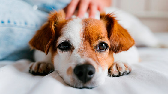 Hund schaut in die Kamera.