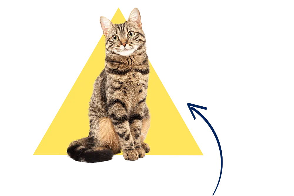 DA Direkt: Katzenkrankenversicherung für Joshi