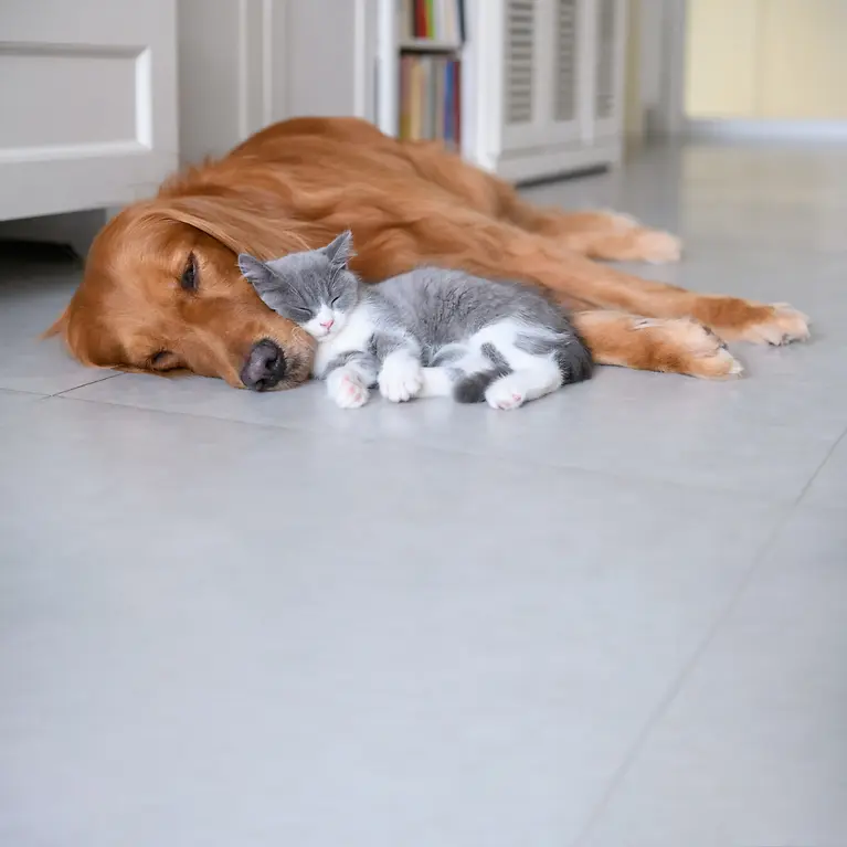 Hund und Katze kuscheln - Tierkrankenversicherung